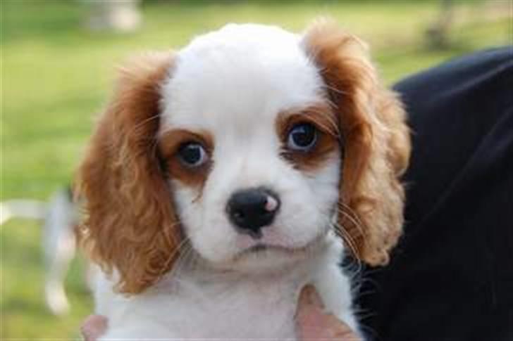 Cavalier king charles spaniel slottets sir. robin DØD billede 6