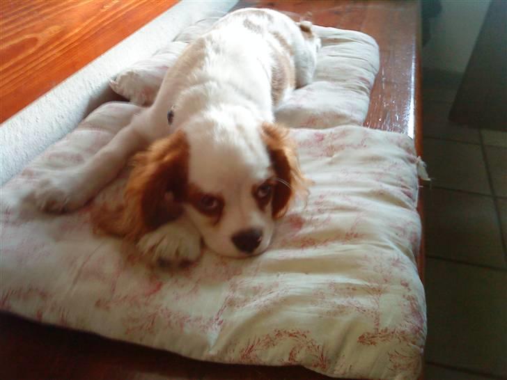 Cavalier king charles spaniel slottets sir. robin DØD billede 7