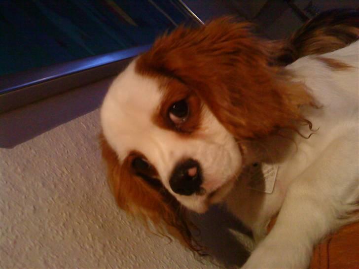 Cavalier king charles spaniel slottets sir. robin DØD billede 8