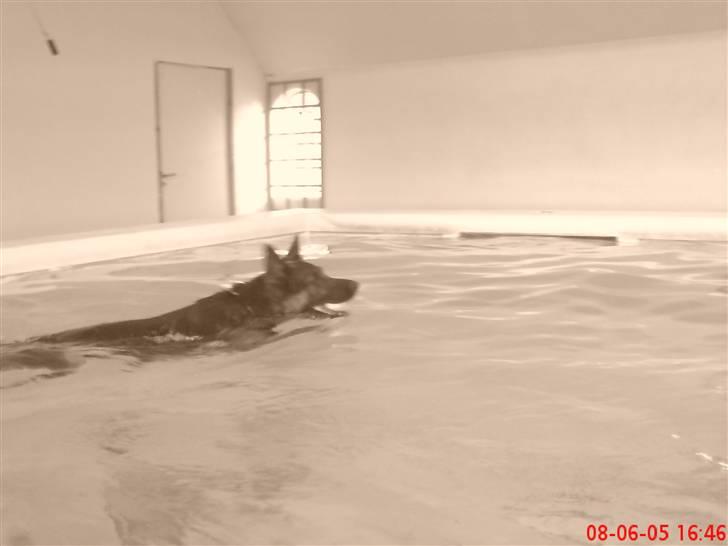 Schæferhund Kato billede 9