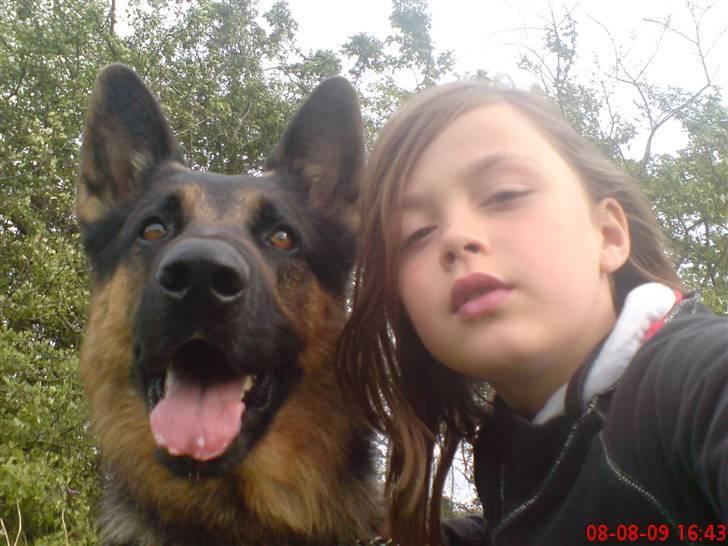 Schæferhund Kato billede 10
