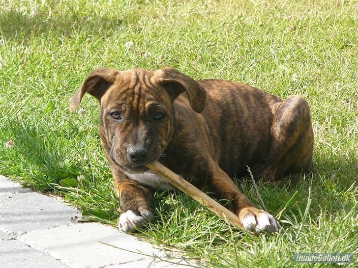 Blanding af racer Chili * Himmelhund* billede 1