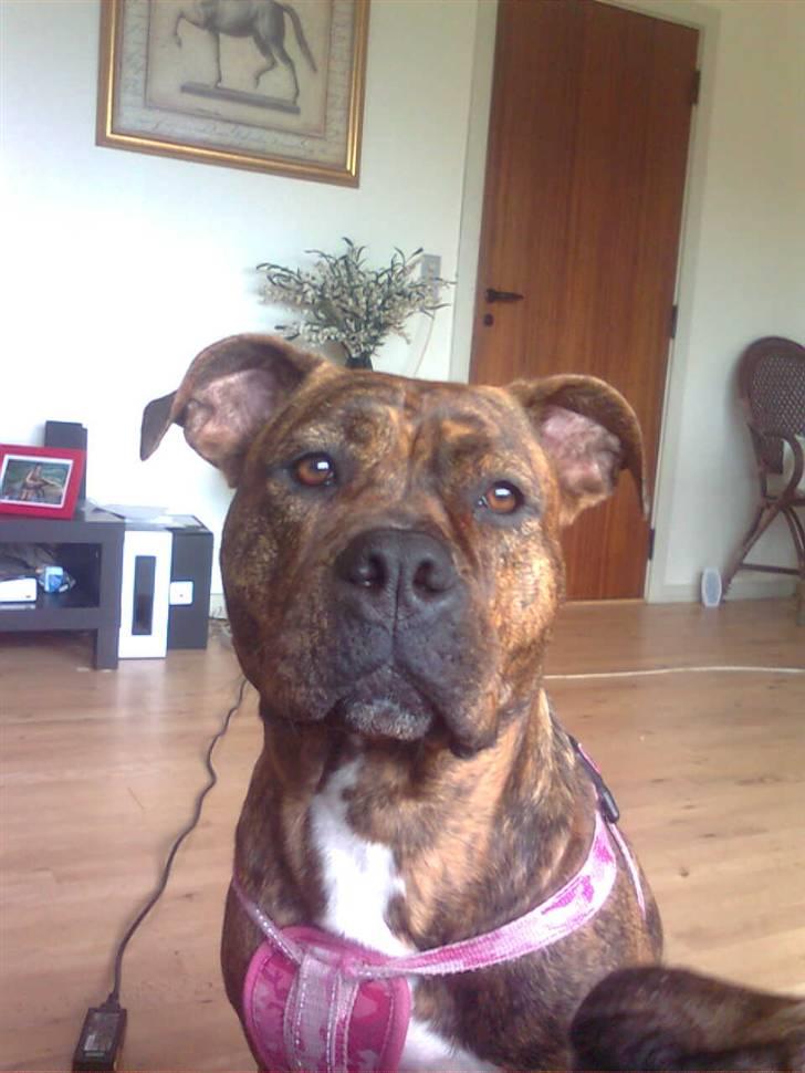 Blanding af racer Chili * Himmelhund* - Jeg er ALTID artig.. billede 2