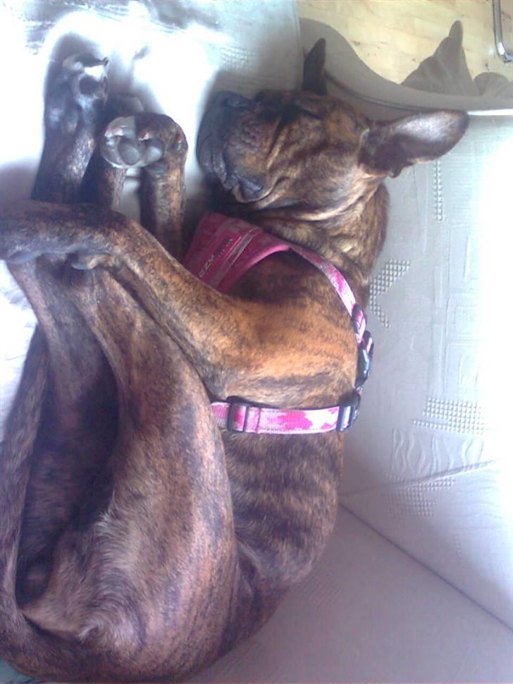 Blanding af racer Chili * Himmelhund* - Hvordan kan folk si jeg er farlig? :S billede 3