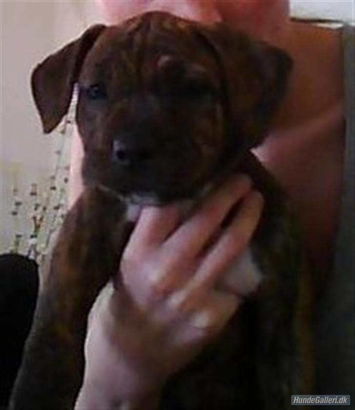 Blanding af racer Chili * Himmelhund* - Det var det billede mor  så mig på, da hun skulle vælge mig . billede 4