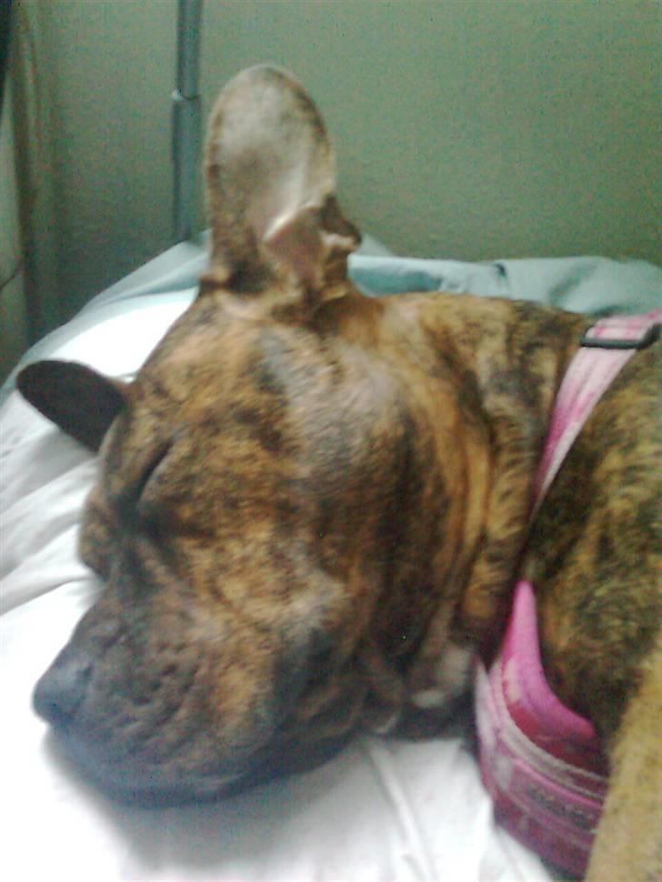 Blanding af racer Chili * Himmelhund* - se hvor fredelig jeg er :D billede 5