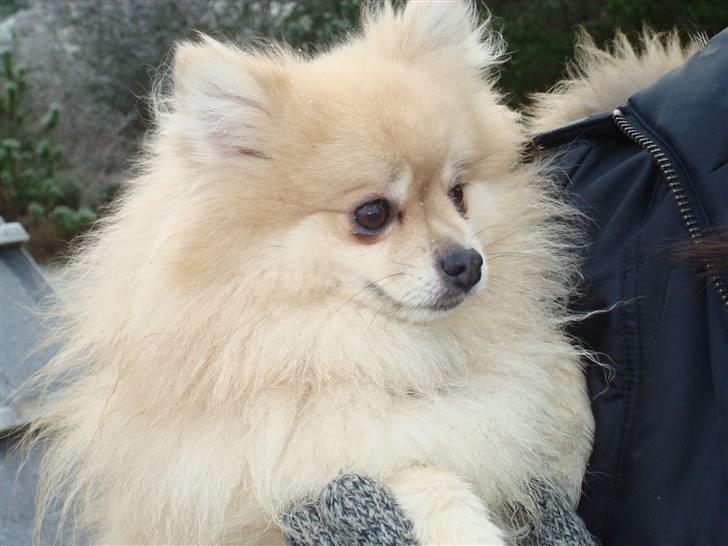 Pomeranian Gismo *R.I.P. 2016* - December 2008 billede 18