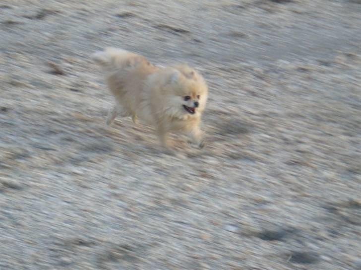 Pomeranian Gismo *R.I.P. 2016* - November 2008 billede 19