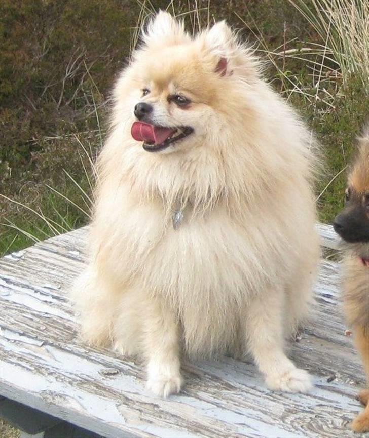 Pomeranian Gismo *R.I.P. 2016* - Maj 2009 billede 20
