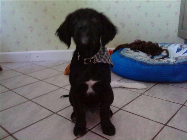 Blanding af racer Molly *solgt* billede 6