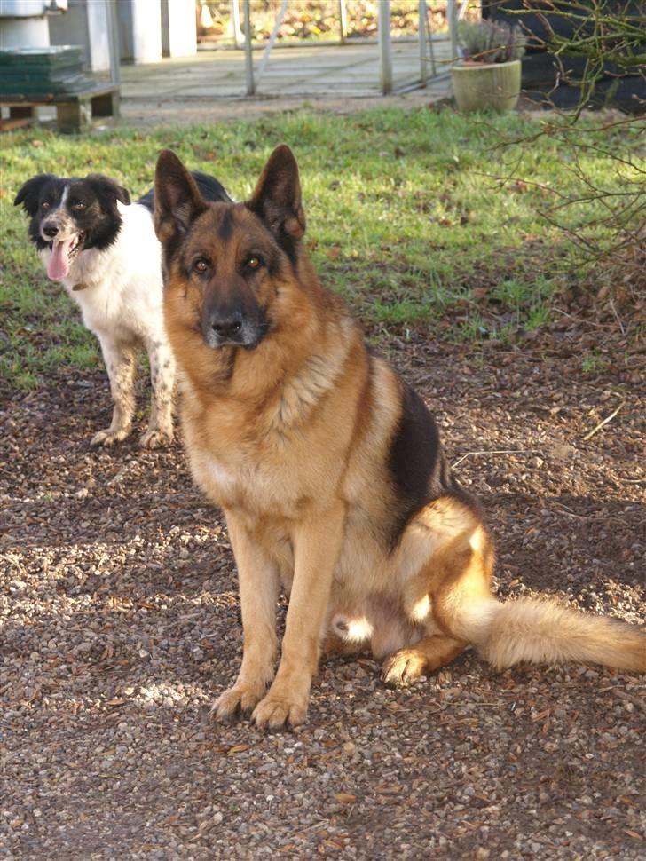 Schæferhund Luffe billede 8
