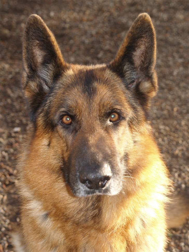 Schæferhund Luffe billede 9