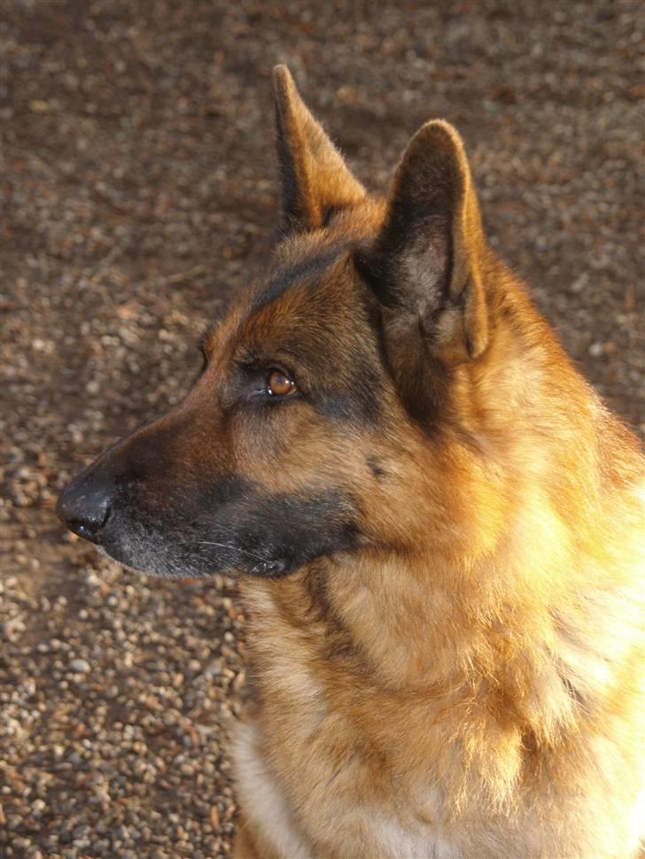 Schæferhund Luffe billede 10