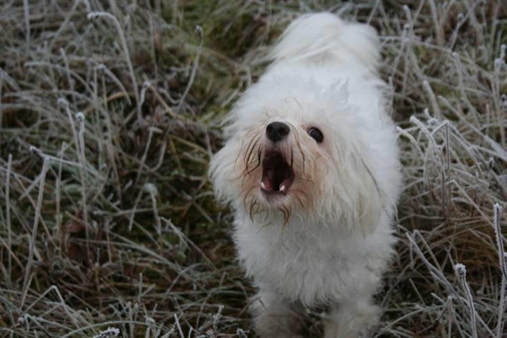 Coton de tulear Super Carla billede 21