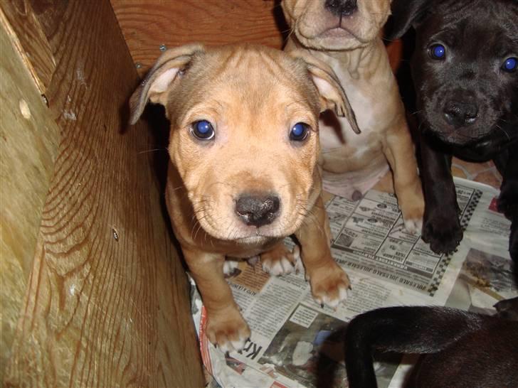 Staffordshire bull terrier Staff Royal Tyson billede 9