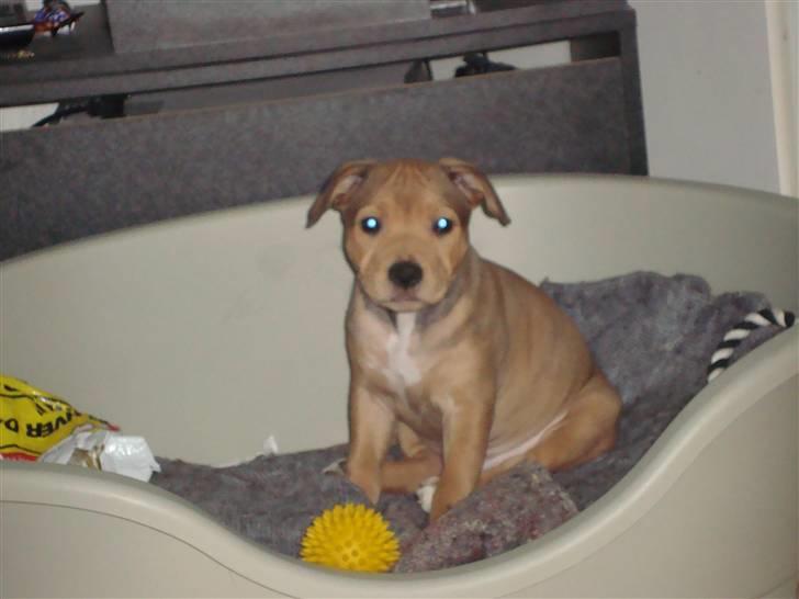 Staffordshire bull terrier Staff Royal Tyson billede 10