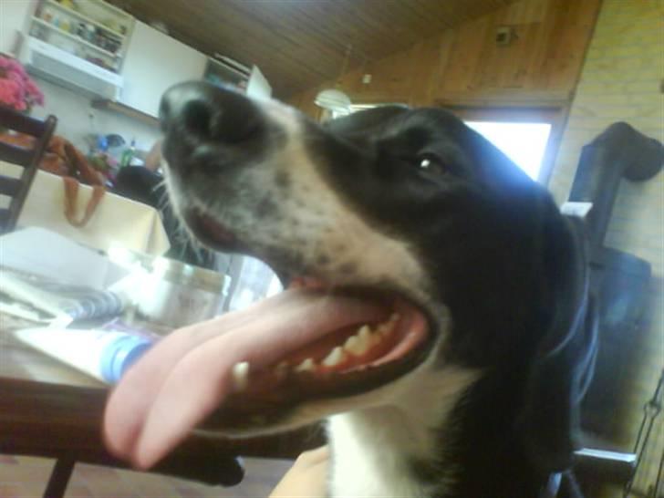 Blanding af racer Moxie billede 2