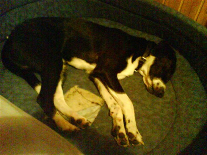 Blanding af racer Moxie - Shh. jeg sover :0) billede 4