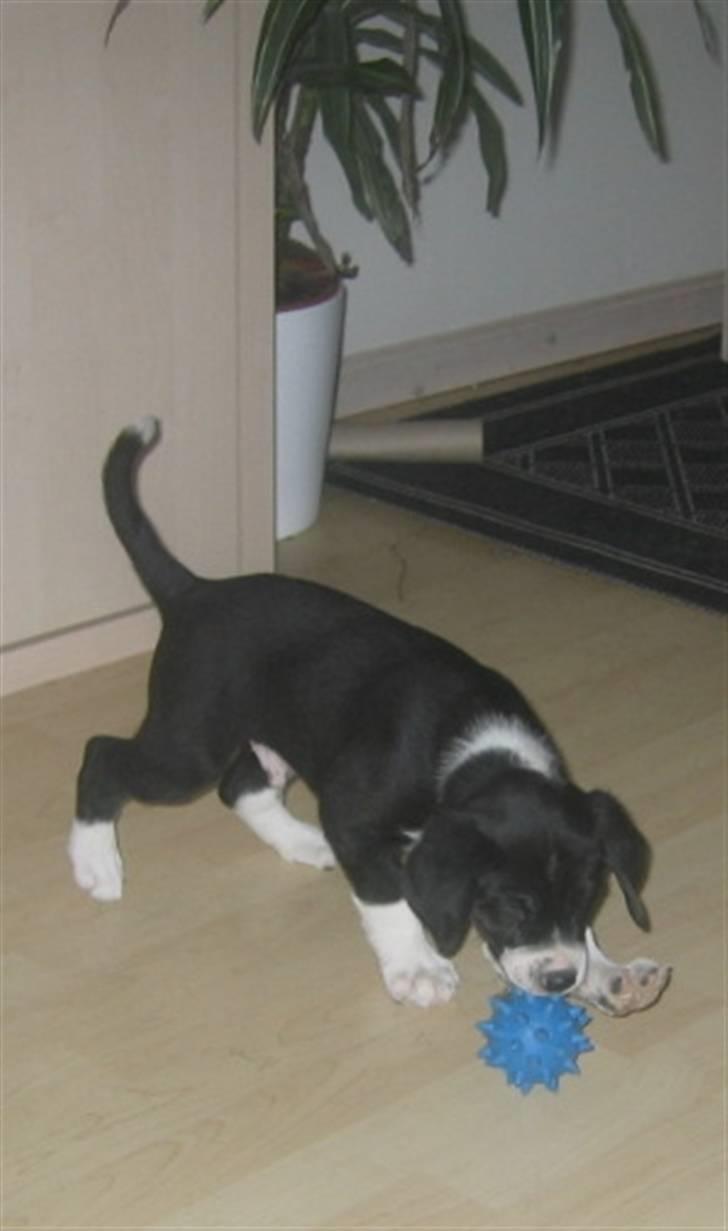 Blanding af racer Moxie - Også da jeg var lille elskede jeg at lege. billede 5