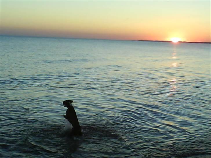 Blanding af racer Moxie - Billedet er fra en af mine første svømmeture, lige da min mor og far havde fået mig. Nu elsker jeg at svømme rundt :0) billede 6