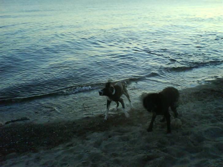 Blanding af racer Moxie - Ihh det var dejligt med en svømmetur. billede 7