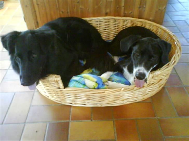 Blanding af racer Moxie - Jeg er hoppet op i kurven til min "storebror", selvom jég har min egen. billede 8