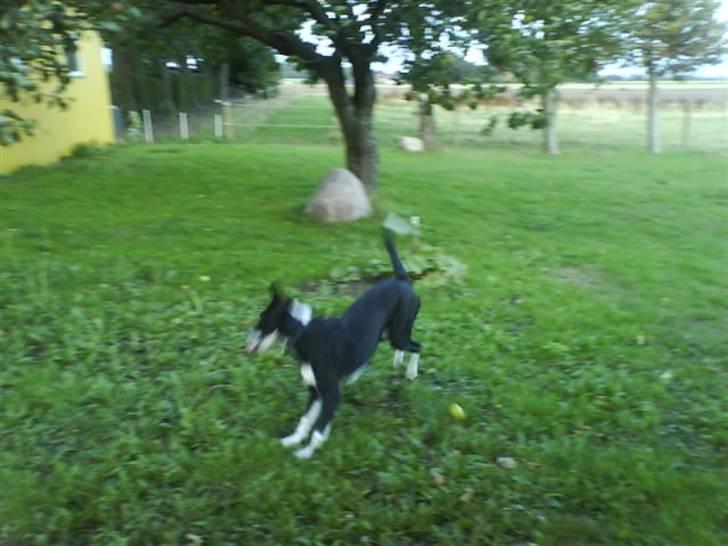 Blanding af racer Moxie - Hi hi det er så sjovt at springe og i kan tro jeg er god til det :0) billede 9