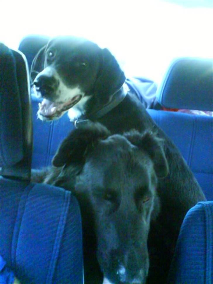 Blanding af racer Moxie - Her er mægtig dejligt her på bagsædet af Volvoen. Hvor skal vi hen du? billede 11