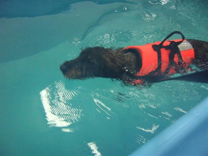 Gravhund Mille - Mille i svømmehal billede 9