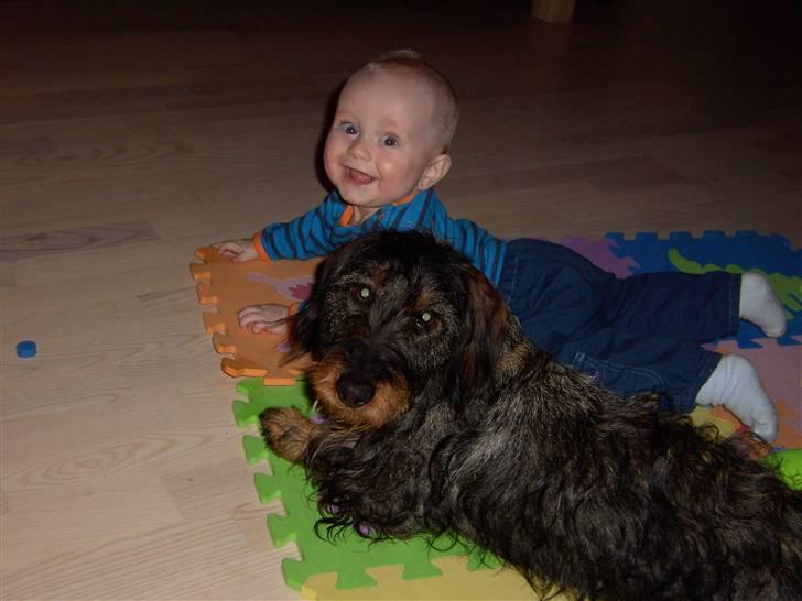 Gravhund Mille - Mille og Nikolaj billede 10