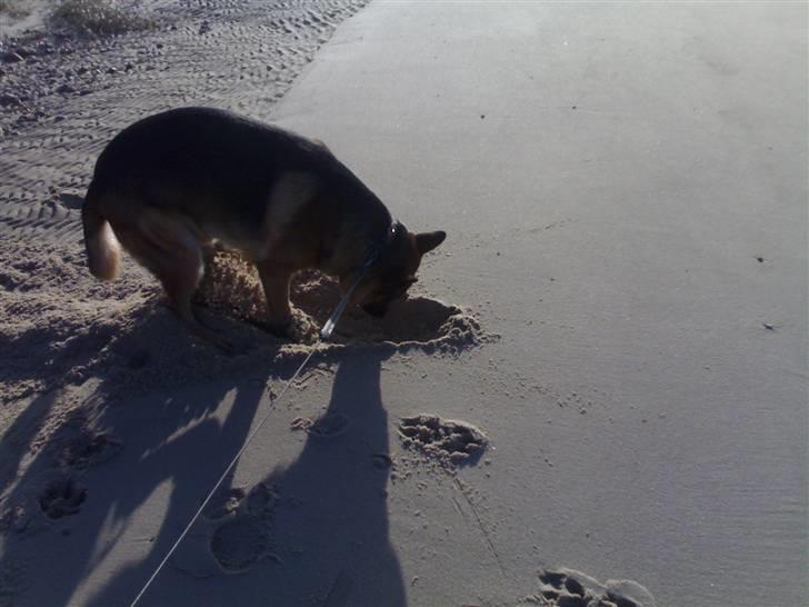 Schæferhund Kanto R.I.P. - Skønt at grave i sandet billede 18