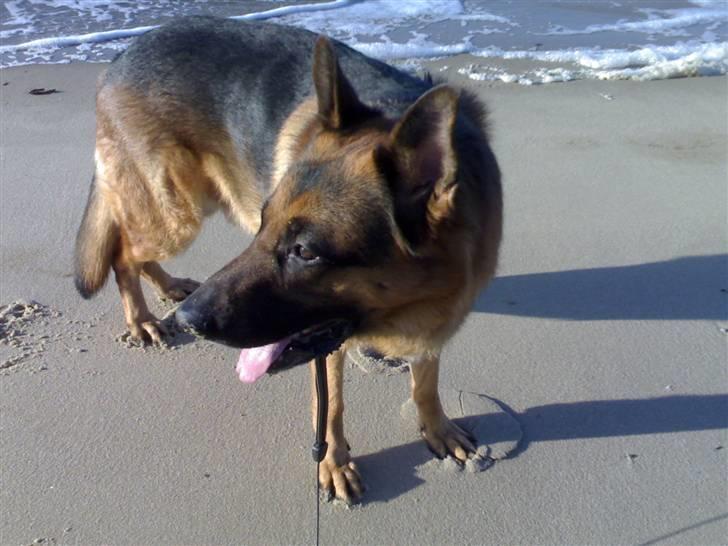 Schæferhund Kanto R.I.P. - Dejligt med en dag ved stranden  billede 19