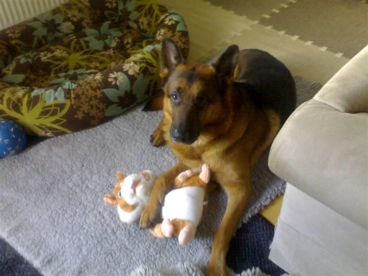 Schæferhund Kanto R.I.P. - En af mine gaver på min 5 års fødeselsdag :o) billede 20