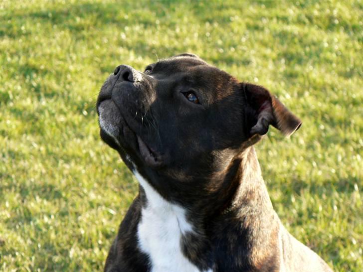 Staffordshire bull terrier AngelicStaff Bright Xenon billede 12