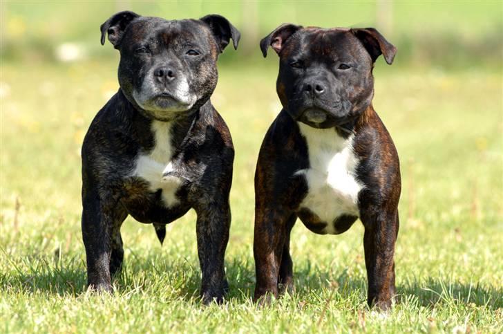 Staffordshire bull terrier AngelicStaff Bright Xenon - Morfar Taz og Xenon billede 13