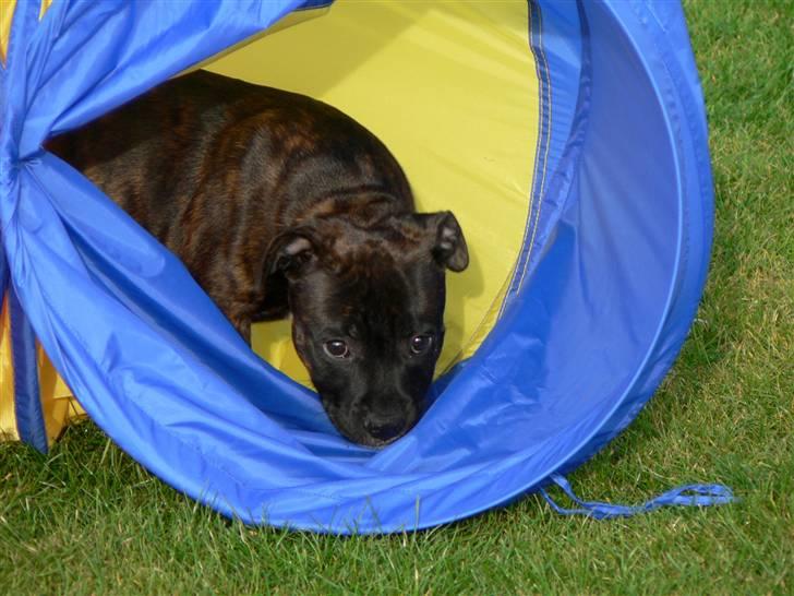 Staffordshire bull terrier AngelicStaff Bright Xenon - en tur i tunellen billede 14