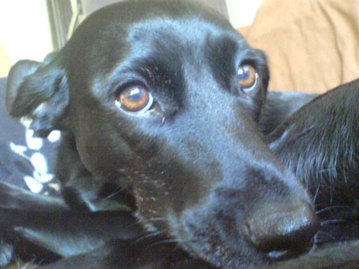 Blanding af racer Tazz billede 1