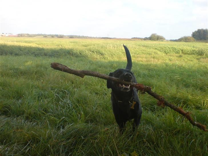 Blanding af racer Tazz - Må jeg ikke nok få den med hjem? billede 2