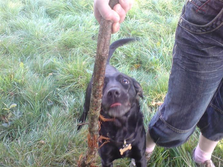 Blanding af racer Tazz - Hahaha billede 3