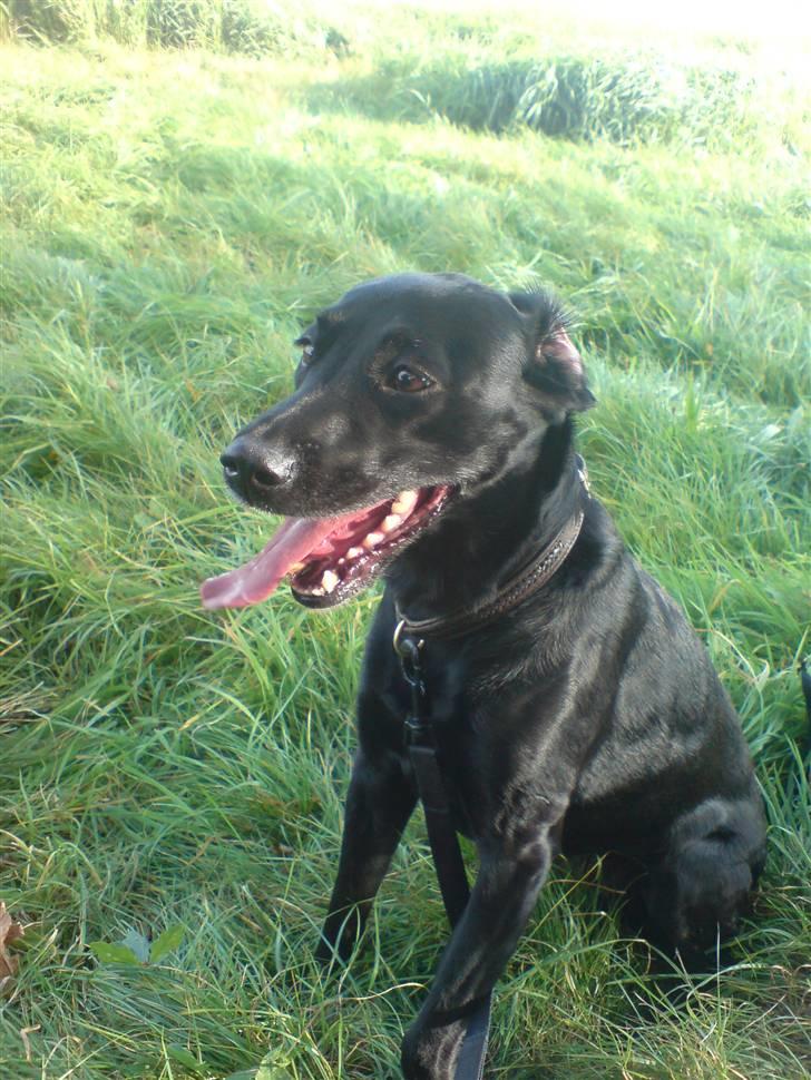 Blanding af racer Tazz billede 4