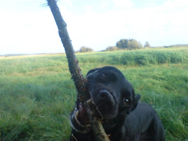 Blanding af racer Tazz billede 5