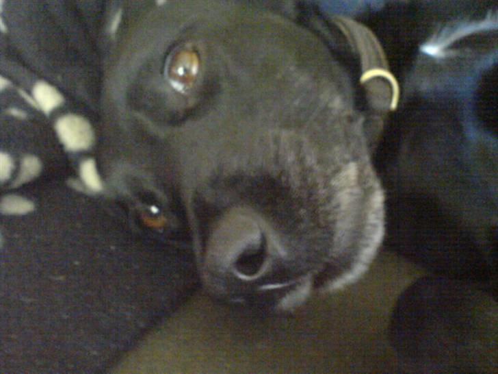 Blanding af racer Tazz billede 6