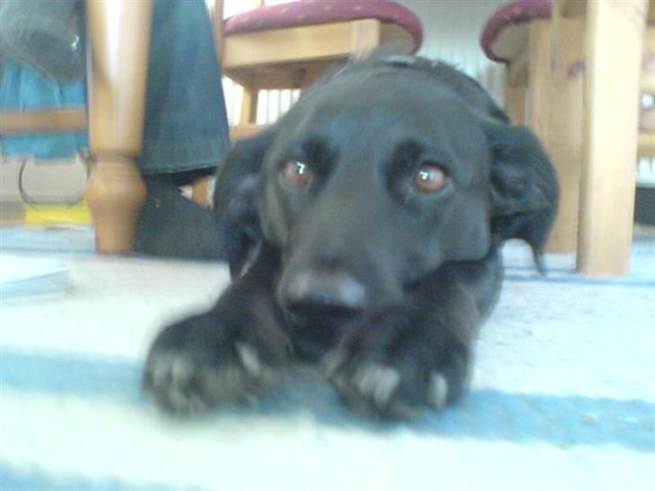 Blanding af racer Tazz billede 7