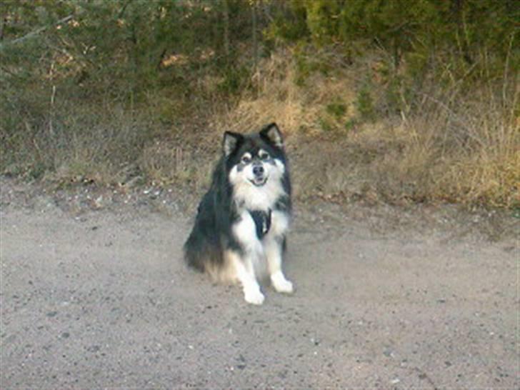 Finsk lapphund Teizon - *DØD* billede 10