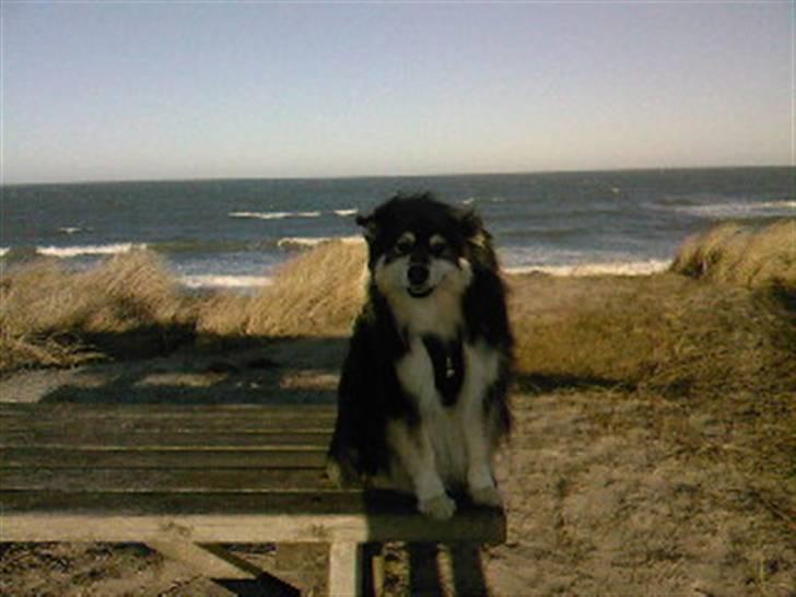 Finsk lapphund Teizon - *DØD* billede 11