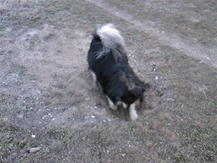 Finsk lapphund Teizon - *DØD* - Og vi graver og graver... billede 14