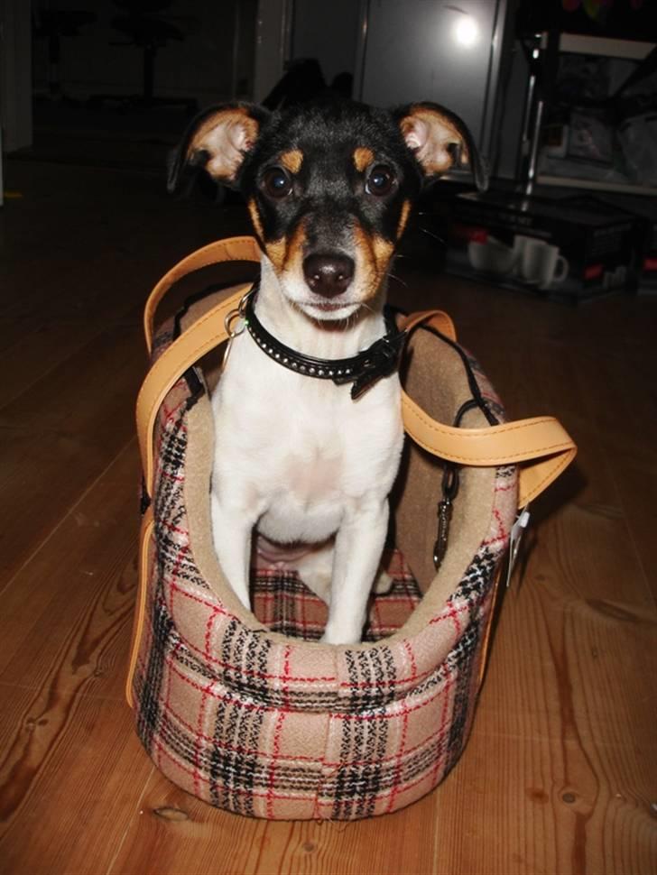 Dansk svensk gaardhund Gry billede 10