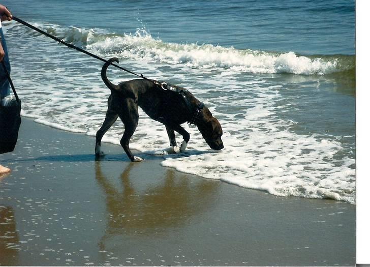 Amerikansk bulldog ****Donna**** himmelhund billede 8