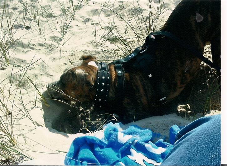 Amerikansk bulldog ****Donna**** himmelhund billede 9