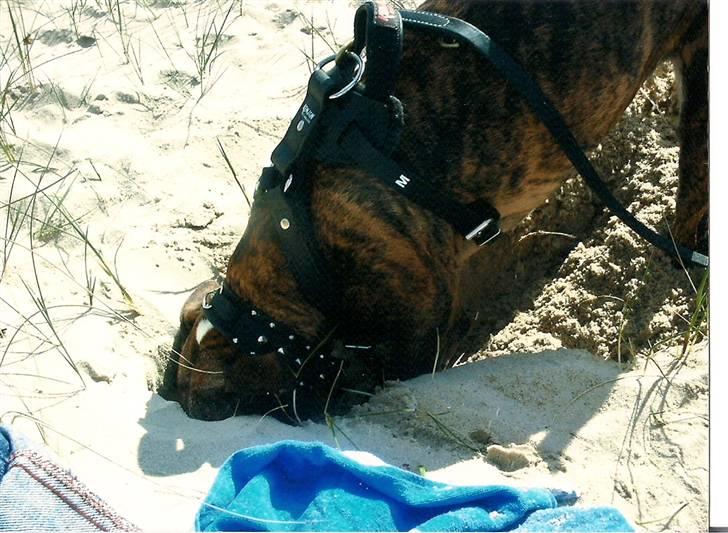 Amerikansk bulldog ****Donna**** himmelhund billede 10